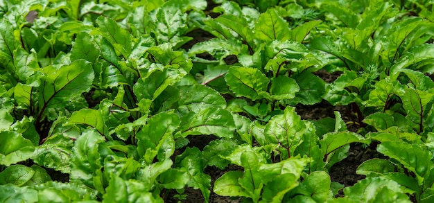 Las remolachas crecen en el jardín.