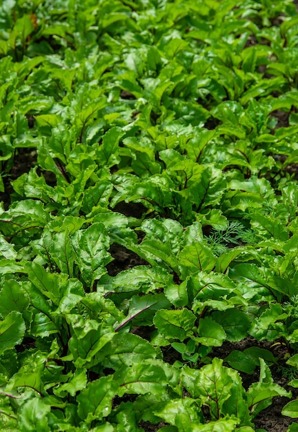 Las remolachas crecen en el jardín.