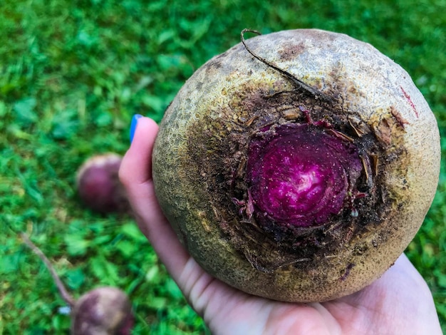 Las remolachas yacen en las verduras de hierba para la preparación de alimentos dietéticos en la palma de una niña