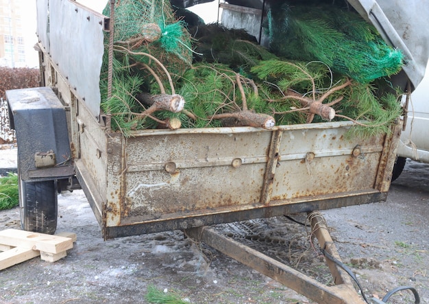 Remolque con árboles talados pinos talados abetos para el concepto ecológico del mercado navideño