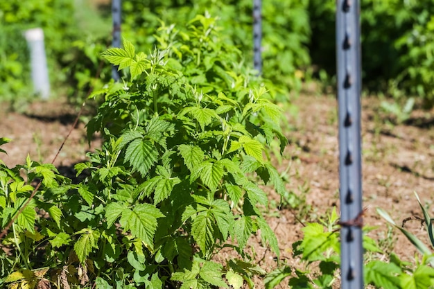 Remolque de plantas de frambuesa en huerto urbano.