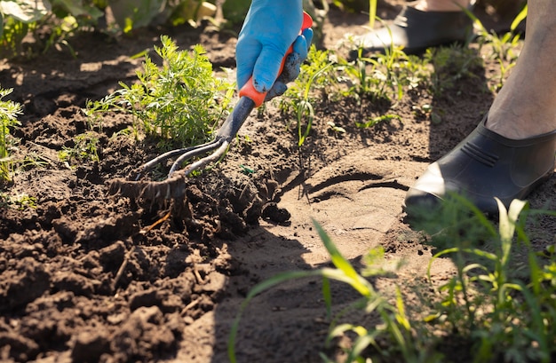 Removendo ervas daninhas com as pernas e as mãos do agricultor do conceito de ferramenta de enxada, removendo ervas daninhas e trabalhando o solo na fazenda