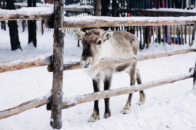 Rena bebê em uma fazenda de floresta de inverno de neve na Lapônia Finlândia