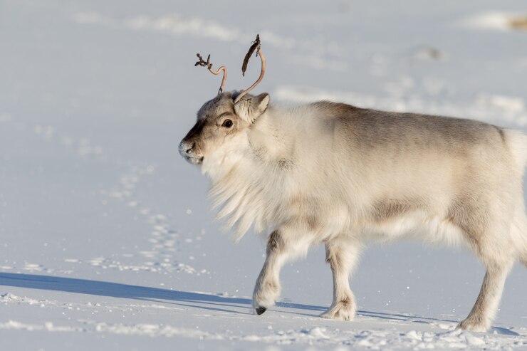 Rena bonita andando na neve branca em Svalbard, Noruega