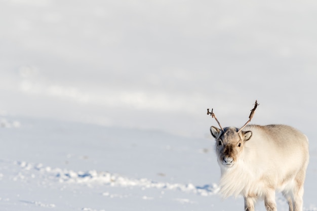 Rena bonita com grande neve branca de espaço aberto em svalbard, noruega