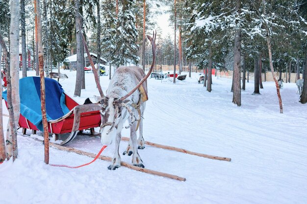 Rena com trenó na floresta no inverno Rovaniemi, Lapônia, Finlândia