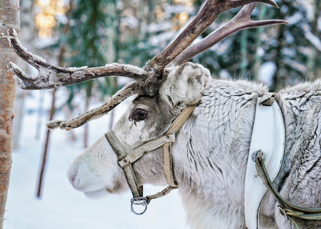 Rena na floresta de inverno em Rovaniemi, Lapônia finlandesa