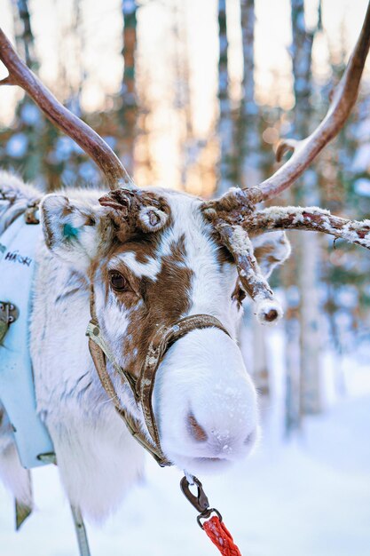 Rena na floresta de neve de inverno na fazenda finlandesa Saami em Rovaniemi, Lapônia, Finlândia no Natal. No Pólo Norte do Ártico.