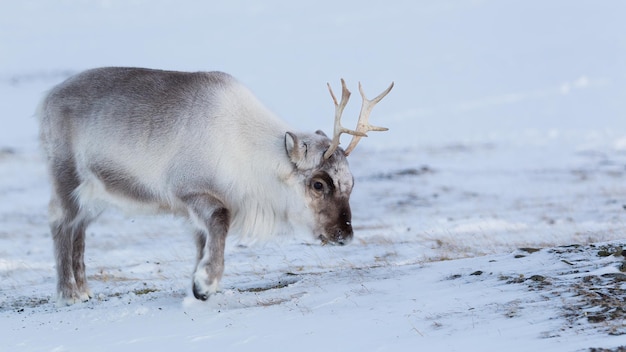 Foto rena na neve, svalbard, longyearbyen