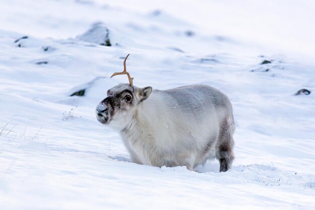 Foto rena na neve, svalbard, longyearbyen