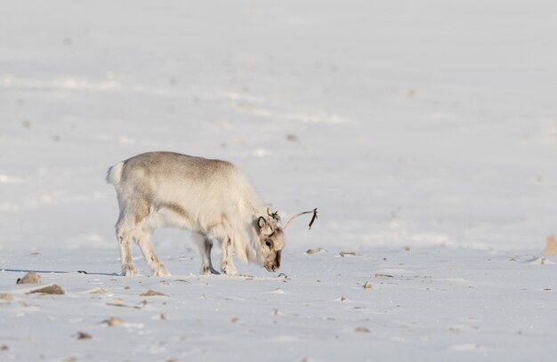 Rena selvagem de Svalbard, platyrhynchus do tarandus de Rangifer, procurando o alimento sob a neve na tundra em Svalbard, Noruega.