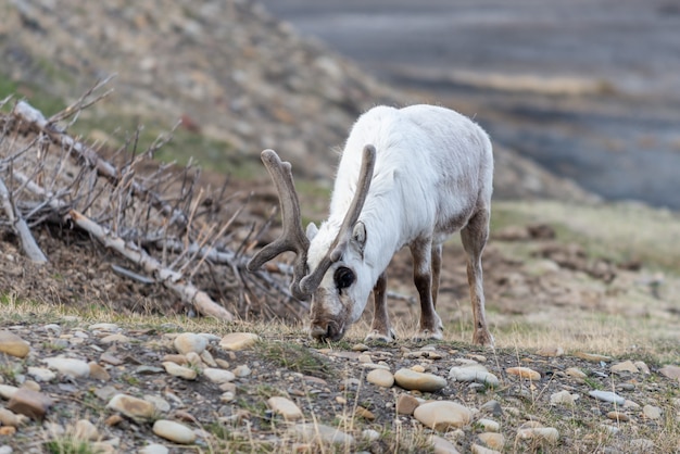 Rena selvagem mãe e filhote na tundra no horário de verão