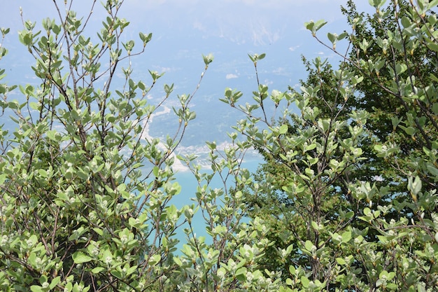 renacimiento de la naturaleza