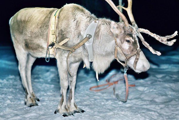 Renas em pé na fazenda de inverno, em Rovaniemi, Lapônia, Finlândia. À noite. Tonificado