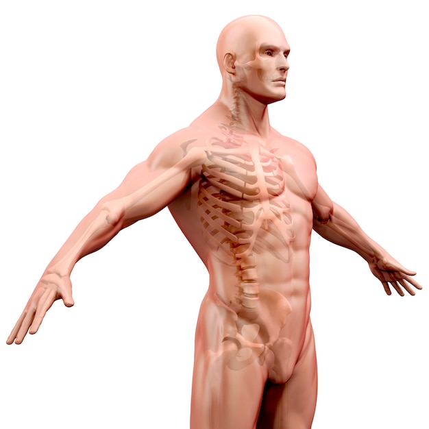 Render 3D del cuerpo humano y el esqueleto