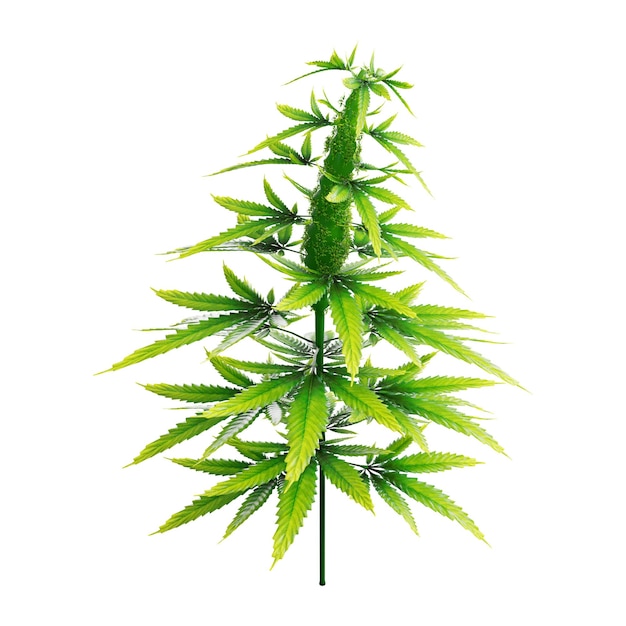 Render 3d de marihuana aislado sobre fondo blanco