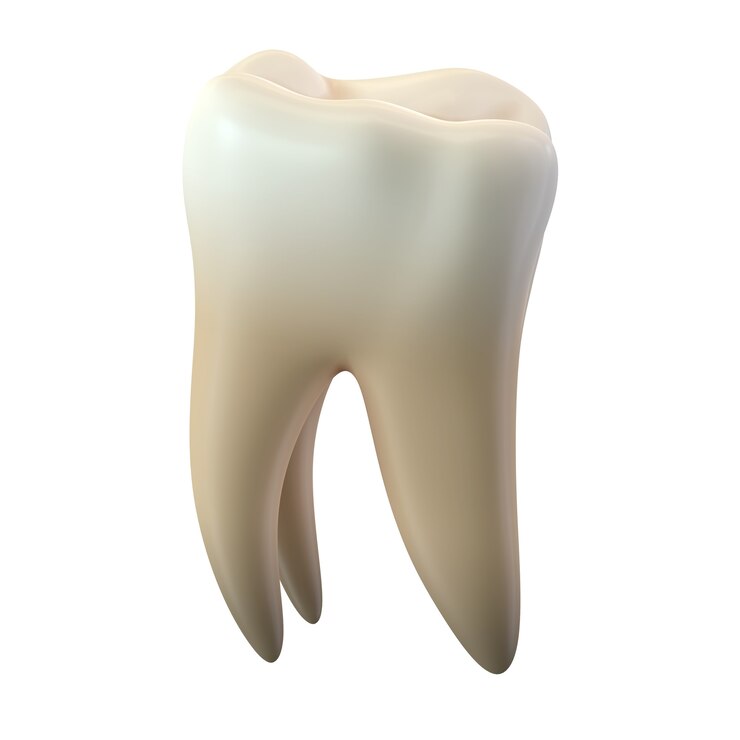 Render 3D de un solo diente molar aislado sobre fondo blanco.