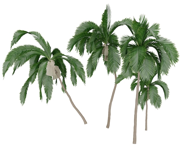Rendering en 3D de tres palmeras de playa