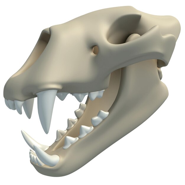 Renderização 3D da anatomia animal do crânio de leão em fundo branco