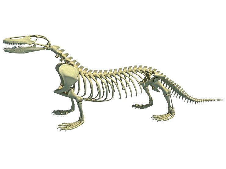 Foto renderização 3d da anatomia do esqueleto do dragão de komodo