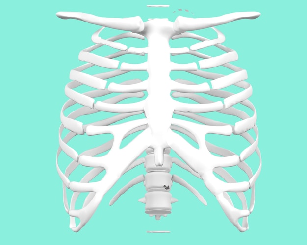 Renderização 3D de costelas humanas