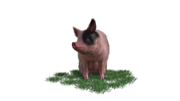 Renderização 3D de porco em fundo branco