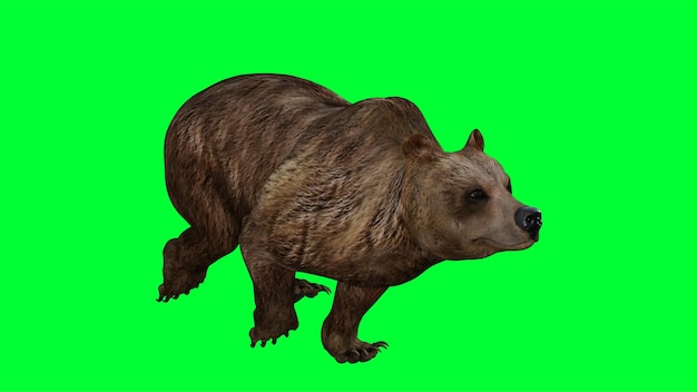 Renderização 3D de um urso castanho em fundo verde