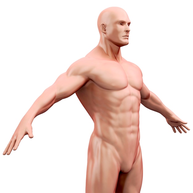 Foto renderização do corpo humano 3d