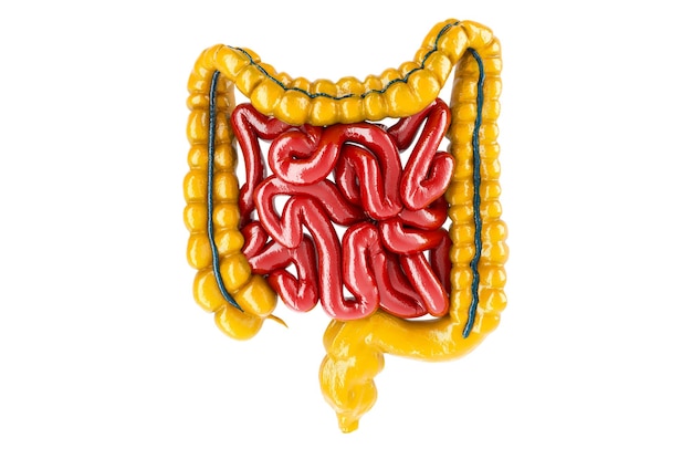 Renderização em 3D de cor amarela brilhante de intestino humano