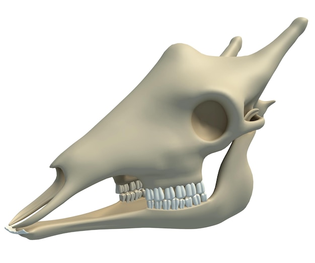 Renderización 3D de la anatomía animal del cráneo de la jirafa sobre un fondo blanco