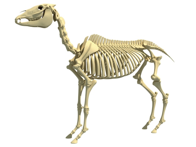 Renderización en 3D de la anatomía del esqueleto del caballo