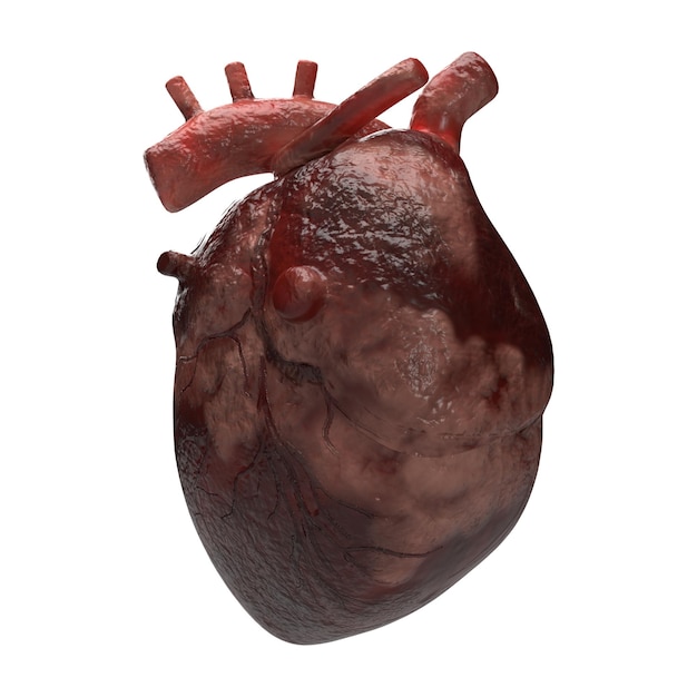 Renderización 3D del corazón sobre un fondo blanco