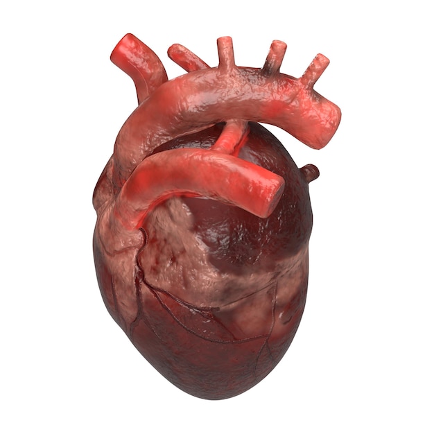 Renderización 3D del corazón sobre un fondo blanco