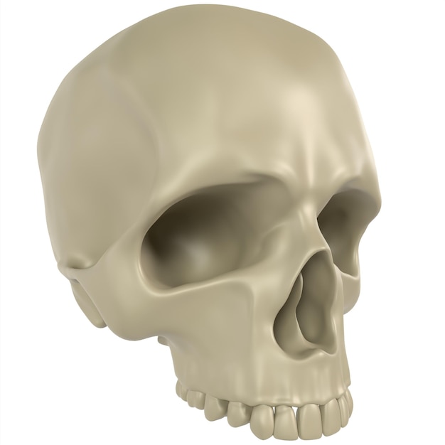Renderización en 3D del cráneo humano