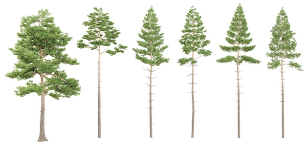 Renderización en 3D del creador de escenas de pinos Pinus sylvestris