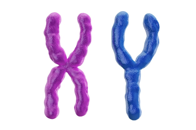 Renderización en 3D de los cromosomas coloreados X e Y