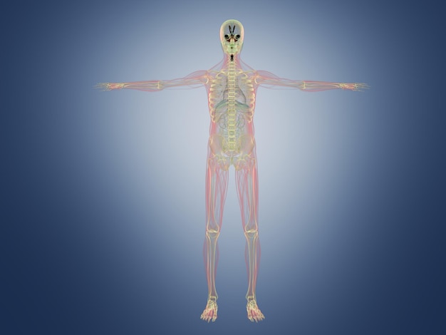 Foto renderización en 3d de rayos x de la anatomía humana en azul