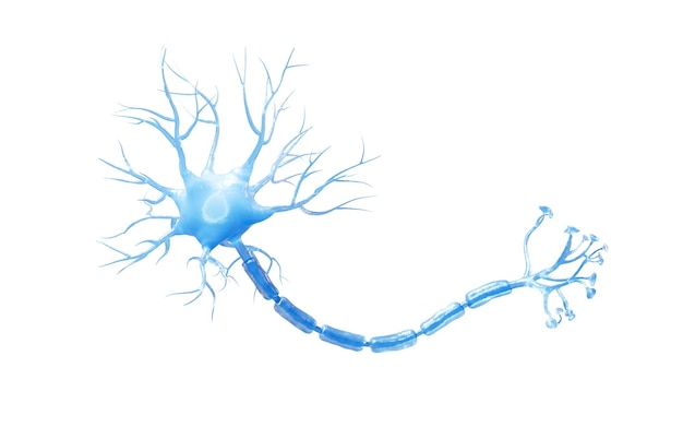 Foto renderizado en 3d de células nerviosas de biología aislada