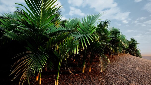 Foto renderizado en 3d del paisaje natural de las palmeras tropicales