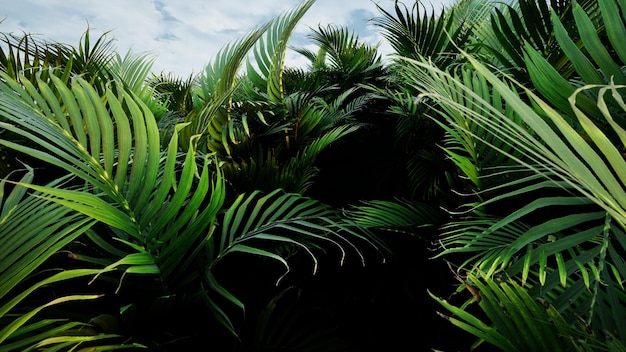 Foto renderizado en 3d del paisaje natural de las palmeras tropicales
