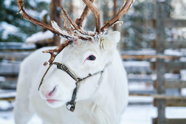 Reno blanco en granja de invierno, Rovaniemi, Laponia finlandesa