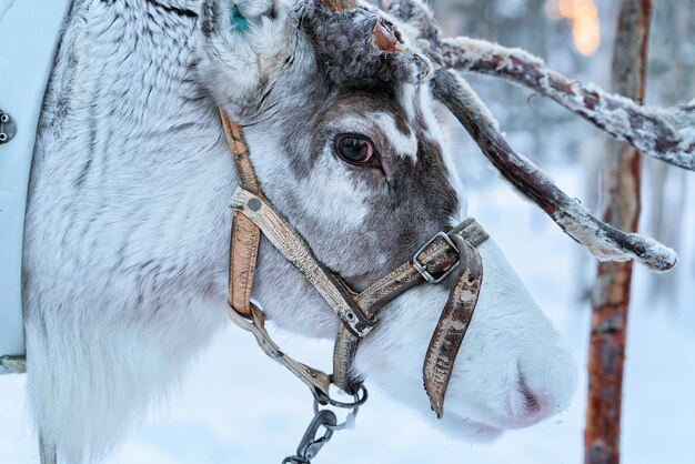 Reno en granja de invierno Laponia, Rovaniemi del norte de Finlandia