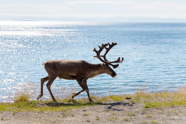 Foto reno en noruega en temporada de verano