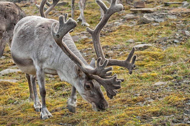 reno salvaje en la isla de Svalbard