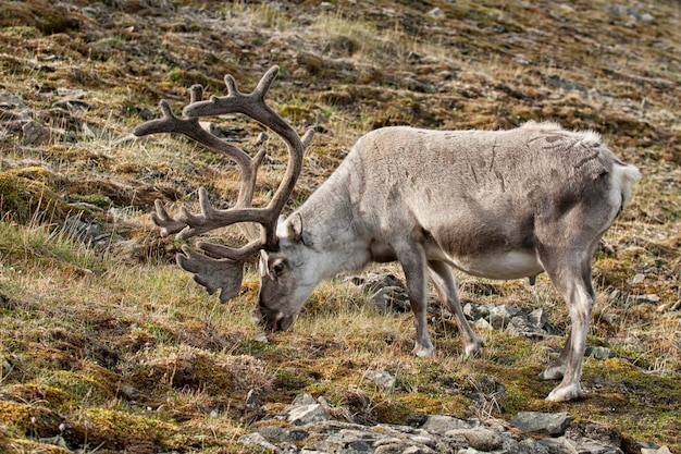 reno salvaje en la isla de Svalbard