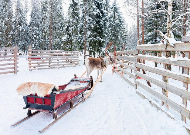 Reno con trineo en bosque de invierno en Rovaniemi, Laponia, Finlandia