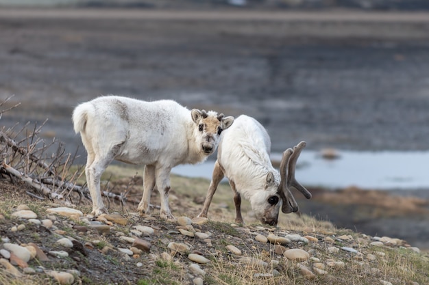 Los renos salvajes madre y cachorro en tundra en verano