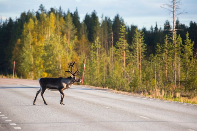 Rentier im herbst in lappland