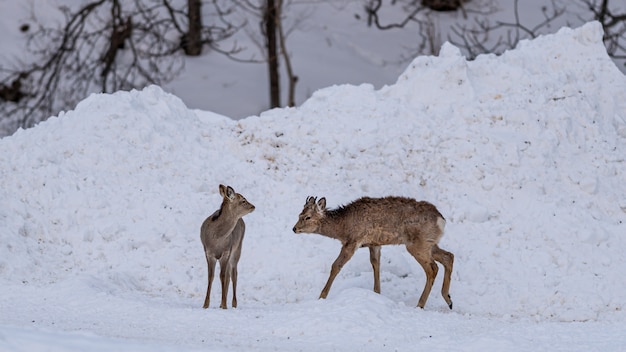 Rentier im Winter