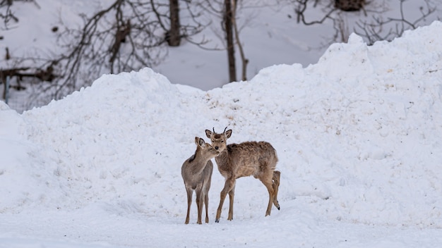 Rentier im Winter